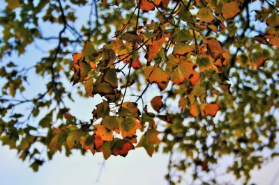 autumn-leaves-341445_640